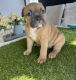 American Bully Puppies for sale in Las Vegas, NV, USA. price: $750