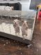 American Bully Puppies for sale in Indianapolis, IN, USA. price: $5,000