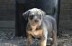American Bully Puppies for sale in Killeen, TX, USA. price: $800