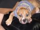 American Bully Puppies for sale in Racine, WI, USA. price: $1,250