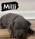 American Bully Puppies for sale in Lexington, NC, USA. price: $600