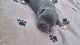 American Bully Puppies for sale in Summerfield, NC, USA. price: $1,500