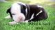 American Bully Puppies for sale in Batesburg-Leesville, SC, USA. price: $2,000