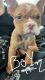 American Bully Puppies for sale in Colton, CA, USA. price: $450