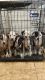 American Bully Puppies for sale in Waldorf, MD, USA. price: NA