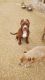 American Bully Puppies for sale in Los Angeles County, CA, USA. price: $300