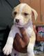 American Bully Puppies for sale in Bel Air, MD 21014, USA. price: $250