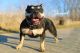American Bully Puppies for sale in Toledo, OH 43608, USA. price: NA