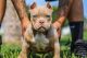 American Bully Puppies for sale in Minneapolis, MN, USA. price: $5,000