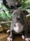 American Bully Puppies for sale in California, MD 20619, USA. price: $1,400