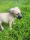 American Bully Puppies for sale in Barrington, NH, USA. price: NA