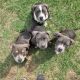 American Bully Puppies for sale in Beaumont, TX, USA. price: $800