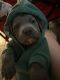 American Bully Puppies for sale in Saginaw, MI, USA. price: NA