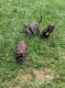 American Bully Puppies for sale in Wilmington, DE, USA. price: $600