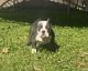 American Bully Puppies for sale in Monroe, MI, USA. price: $2,000