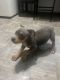 American Bully Puppies for sale in Paterson, NJ, USA. price: $650