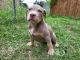 American Bully Puppies for sale in Killeen, TX, USA. price: $800
