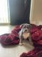 American Bully Puppies for sale in Ladson, SC 29456, USA. price: NA
