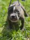 American Bully Puppies for sale in Missouri City, TX, USA. price: $2,500