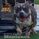 American Bully Puppies for sale in Menifee, CA, USA. price: NA