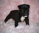 American Bully Puppies for sale in Batesburg-Leesville, SC, USA. price: $1,200
