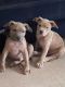 American Bully Puppies for sale in Westchester County, NY, USA. price: $500