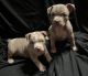 American Bully Puppies for sale in 17916 North Blvd, Maple Heights, OH 44137, USA. price: $7,500