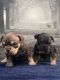 American Bully Puppies for sale in New York, NY, USA. price: $900