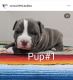 American Bully Puppies for sale in Sacramento, CA, USA. price: $1