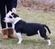 American Bully Puppies for sale in Elkhart, IN, USA. price: $450