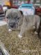 American Bully Puppies for sale in NJ-440, Bayonne, NJ, USA. price: $700