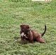 American Bully Puppies for sale in Wilmington, DE, USA. price: $650