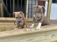 American Bully Puppies for sale in Mannington Township, NJ, USA. price: $500