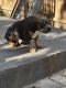 American Bully Puppies for sale in Paterson, NJ, USA. price: $1,000
