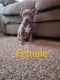American Bully Puppies for sale in Canton, OH, USA. price: $200
