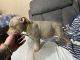American Bully Puppies for sale in Watertown, NY 13601, USA. price: $2,000