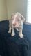 American Bully Puppies for sale in Port St. Lucie, FL, USA. price: $900