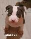 American Bully Puppies for sale in Cheektowaga, NY, USA. price: $2,500