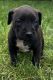 American Bully Puppies for sale in New Bedford, MA 02745, USA. price: $1,600