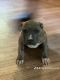 American Bully Puppies for sale in Douglasville, GA, USA. price: $500
