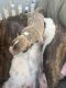 American Bully Puppies for sale in Defuniak Springs, FL, USA. price: NA