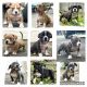 American Bully Puppies for sale in Sicklerville, Winslow Township, NJ 08081, USA. price: $1,000