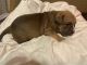 American Bully Puppies for sale in Cedar Hill, TX, USA. price: $1,600