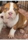 American Bully Puppies for sale in Fresno, CA, USA. price: $1,200