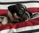 American Bully Puppies for sale in University Place, WA, USA. price: $500