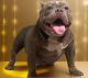 American Bully Puppies for sale in Bradenton, FL, USA. price: $2,500