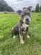 American Bully Puppies for sale in Derby, UK. price: 1,200 GBP