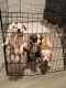 American Bully Puppies for sale in Minneapolis, MN 55420, USA. price: $500