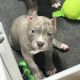 American Bully Puppies for sale in Pearl City, HI 96782, USA. price: $1,900
