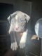 American Bully Puppies for sale in Rochester, NY, USA. price: $600